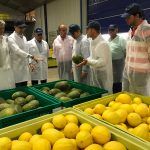 La campaña regional del melón prevé una producción de 208.000 toneladas.