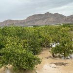 El municipio de Torre Pacheco no ha sufrido incidencias graves.